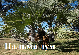 Пальма дум
