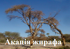 Акація жирафа