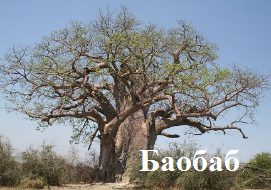 Баобаб