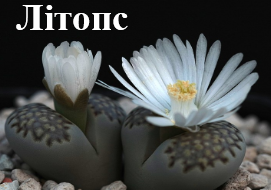 Літопс