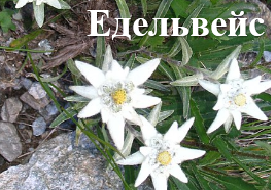 Едельвейс