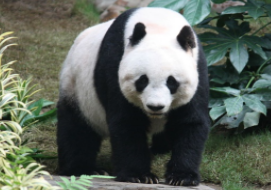 Панда