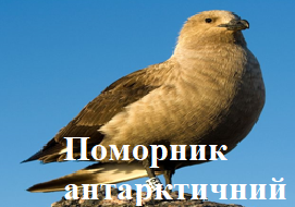 Поморник антарктичний