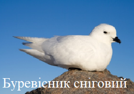 Буревісник сніговий