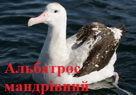 Альбатрос мандрівний