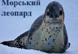 Морський          леопард