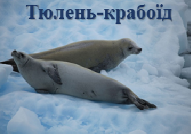 Тюлень-крабоїд