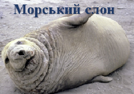 Морський слон