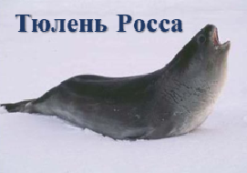 Тюлень Росса