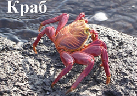 Краб