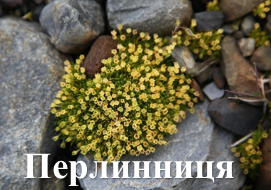 Перлинниця