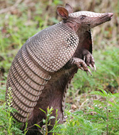 Броненосець