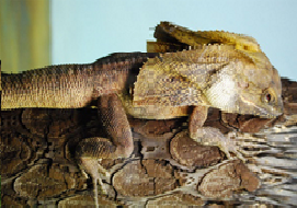 Плащоносна ящірка