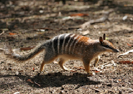 Качкодзьоб