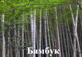 Бамбук