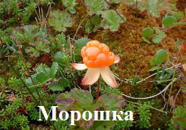 Морошка