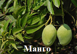 Манго