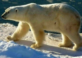 Білий ведмідь