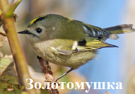 Золотомушка                                             
