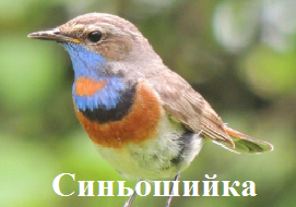 Синьошийка                                               