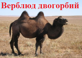 Верблюд двогорбий