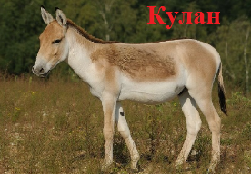 Кулан