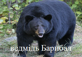 ведмідь Барибал