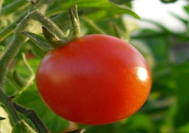 Томат