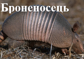 Броненосець