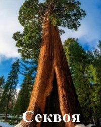 Секвоя
