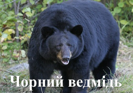 Чорний ведмідь