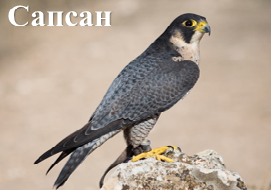 Сапсан