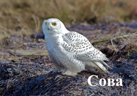 Сова