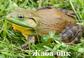 Жаба-бик