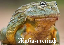 Жаба-голіаф